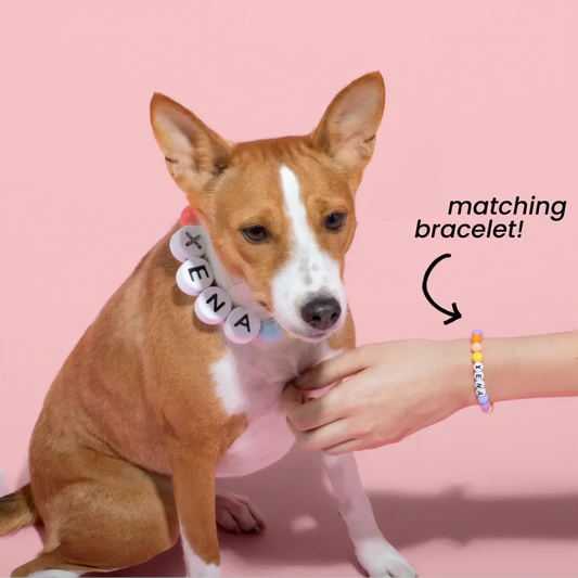 CarreraUrban "Pawsy" Collar